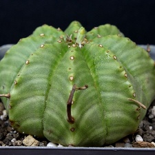 Euphorbia mel formis