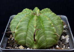 Euphorbia mel formis