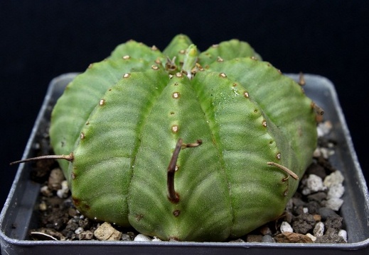 Euphorbia mel formis