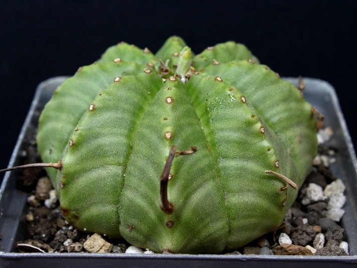 Euphorbia mel formis
