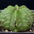 Euphorbia_mel_formis.JPG