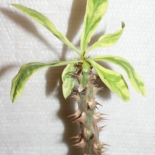 Euphorbia milii f variegata