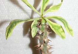 Euphorbia milii f variegata