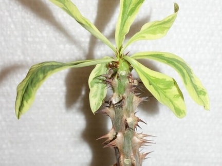 Euphorbia milii f variegata