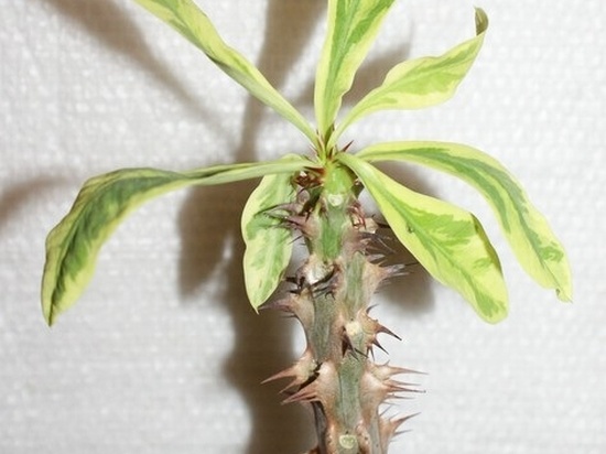 Euphorbia milii f variegata