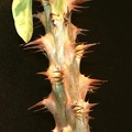 Euphorbia millii variegata Jess