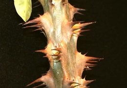 Euphorbia millii variegata Jess