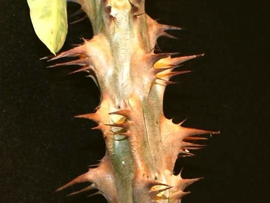 Euphorbia millii variegata Jess