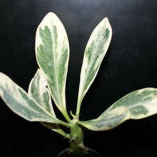 Euphorbia neriifolia f variegata