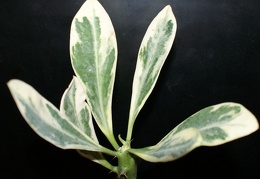 Euphorbia neriifolia f variegata