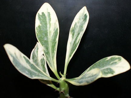 Euphorbia neriifolia f variegata