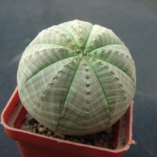 Euphorbia obesa