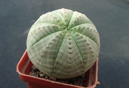 Euphorbia obesa