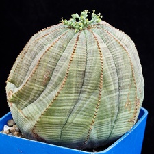Euphorbia obesa 001