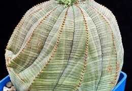 Euphorbia obesa 001