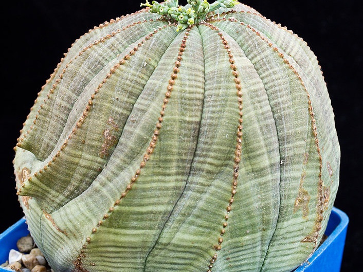Euphorbia obesa 001