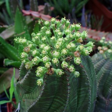 Euphorbia obesa 002