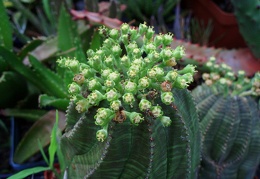 Euphorbia obesa 002