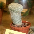 Euphorbia piscidermis