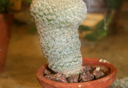 Euphorbia piscidermis