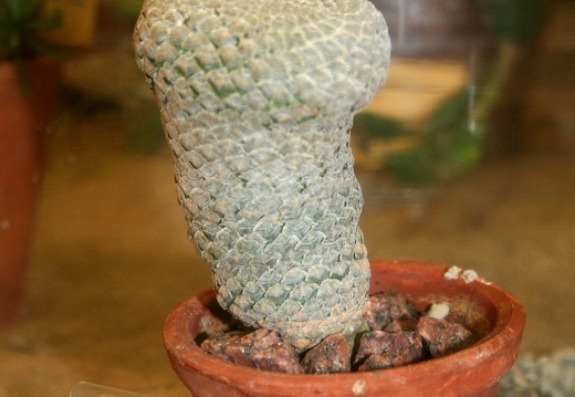 Euphorbia piscidermis