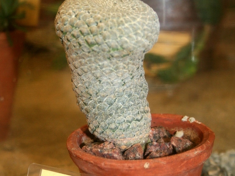 Euphorbia piscidermis