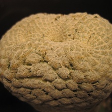 Euphorbia piscidermis Sirocco winner march2012
