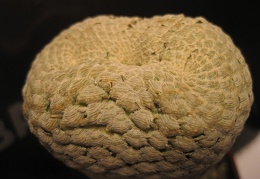 Euphorbia piscidermis Sirocco winner march2012