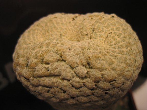 Euphorbia piscidermis Sirocco winner march2012