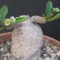 Euphorbia primulifolia var  begardii