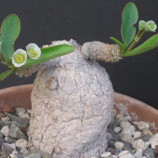 Euphorbia primulifolia var  begardii