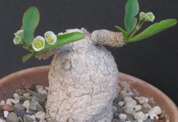 Euphorbia primulifolia var  begardii