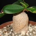 Euphorbia primulifolia var  begardii Smeyko FG