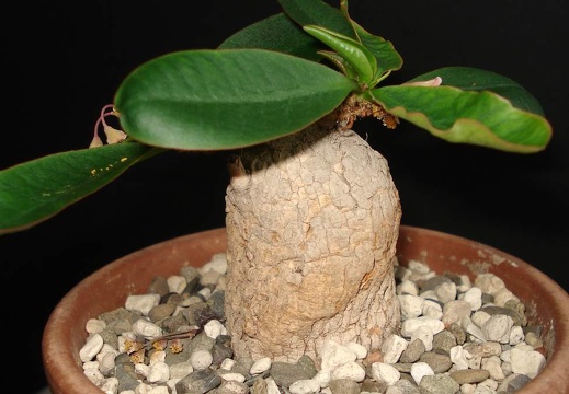 Euphorbia primulifolia var  begardii Smeyko FG