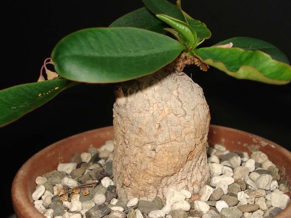 Euphorbia primulifolia var  begardii Smeyko FG