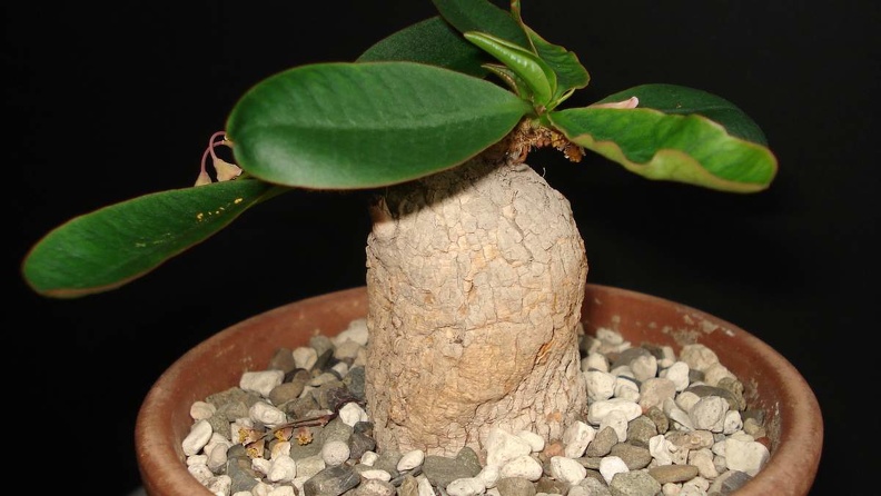 Euphorbia_primulifolia_var__begardii_Smeyko_FG.JPG