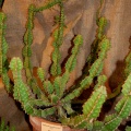 Euphorbia pseudocactus A Berger