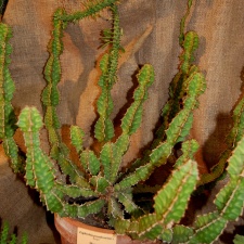 Euphorbia pseudocactus A Berger