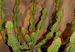 Euphorbia pseudocactus A Berger