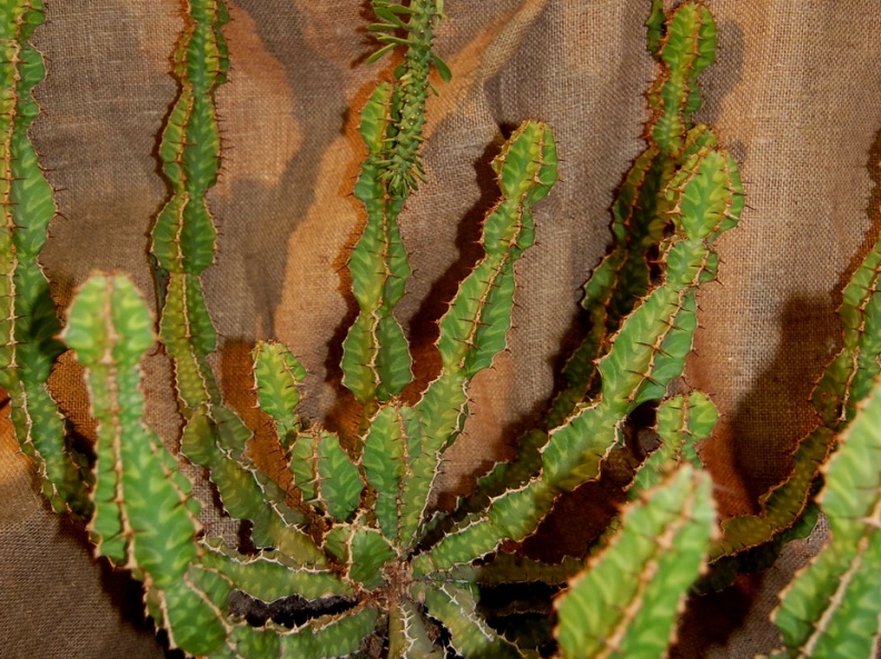 Euphorbia pseudocactus A Berger