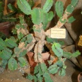 Euphorbia resinifera