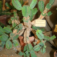 Euphorbia resinifera