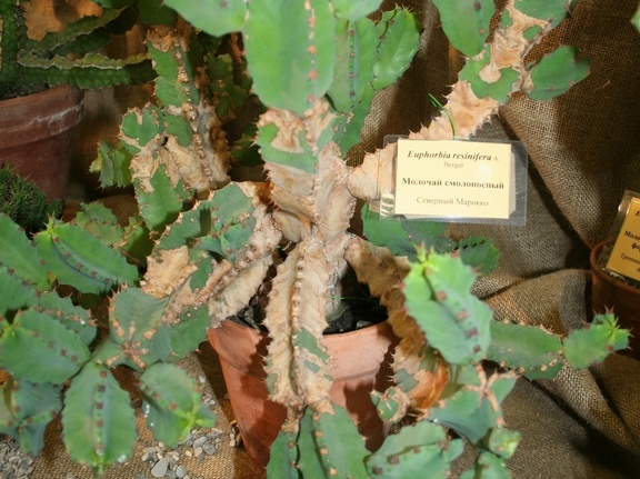 Euphorbia resinifera
