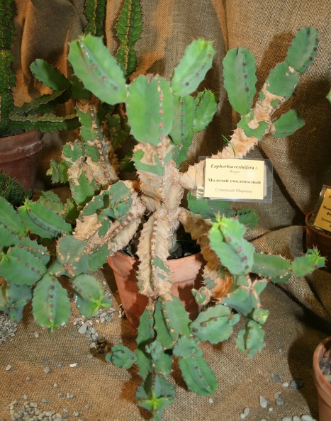 Euphorbia_resinifera.JPG