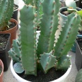 Euphorbia resinifera 001