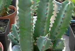 Euphorbia resinifera 001