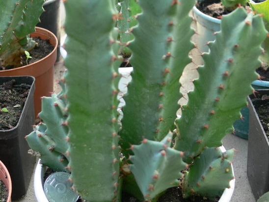 Euphorbia resinifera 001