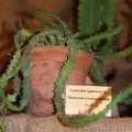 Euphorbia squarrosa Haw