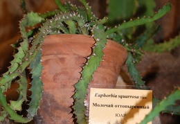 Euphorbia squarrosa Haw
