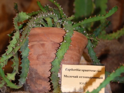 Euphorbia squarrosa Haw